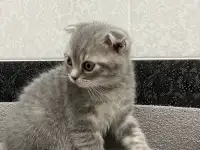 Шотландские котята, фотография 2
