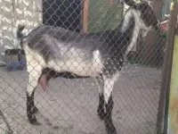 Продам козу дойную