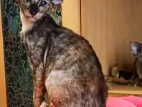 Ориентальные котята, фотография 10