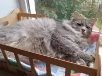 Эффектный котище Серый, кастрирован, фотография 2