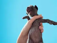 Котята канадского сфинкса, фотография 6