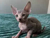 Канадский сфинкс чистокровный, фотография 5