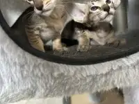 Ориентальные котята, ориенталы., фотография 11