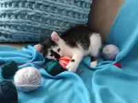 Котята в добрые руки, фотография 7