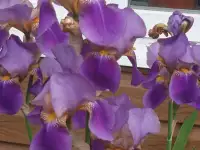 Цветы многолетники, фотография 8