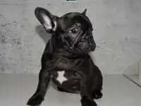 Девочка французский бульдог, фотография 6