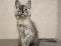 Девочка мейн-кун, фотография 4
