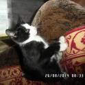 Котёнок в дар, в добрые руки, фотография 2