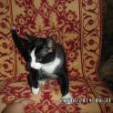 Котёнок в дар, в добрые руки, фотография 3
