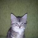 Котята в дар