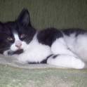 Котята в дар, фотография 2