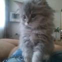 Шотландский вислоухий котёнок