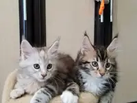 Котята мейн-кун