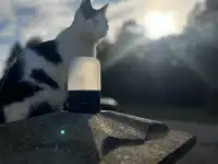 Котёнок ищет дом!, фотография 4