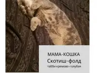 Продам шотландских  котят, фотография 5