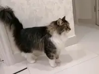 Кот Тоша в добрые руки!, фотография 2