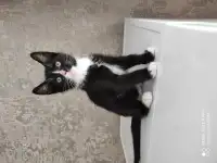 продаются котята, фотография 5