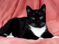 Котик в дар, фотография 4