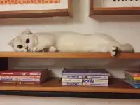 Квартирная передержка для котов, фотография 9