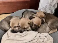 Щенки даром