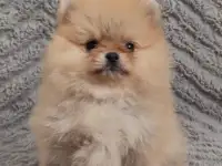 Шпиц мини мальчик Цена в рублях.