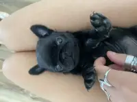 Мопс щенки Чистокровные Чёрные, фотография 4