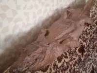 Шкура крокодила