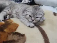 Шотландский котята, фотография 7