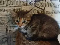 Котята в хорошие руки, фотография 4