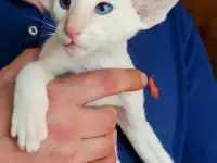 Ориентальные котята. Ушастое счастье, фотография 5