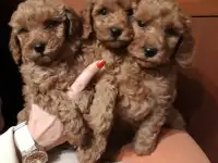 Той Пудель мальчики и девочки, фотография 2