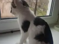 Отдам котёнка в добрые руки, фотография 5