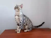 Бенгальские котята, фотография 3