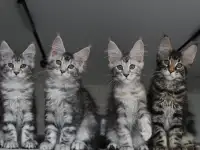 Котята мейн кун!, фотография 7