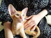 Ориентальные котята, фотография 2