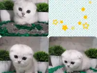 продажа котят, фотография 6