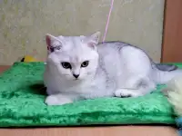 Котята британские