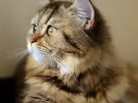 Шотландский котенок, фотография 3
