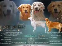 Продам щенка золотистого ретривера