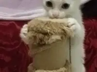Красивые котята в дар, фотография 7