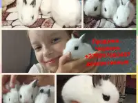 Декоративные кролики, фотография 5