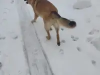 Верный друг, фотография 3