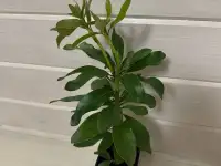 Рододендроны  саженцы зимостойких сортов