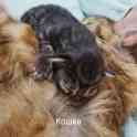 Котята мейн-кун родились 14 февраля 2021 года, фотография 2