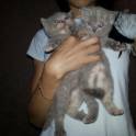 Шотландские котята, фотография 2