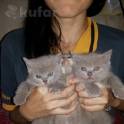 Шотландские котята, фотография 3