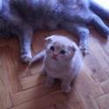 Шотландские котята, фотография 4