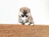 Померанский шпиц мальчик