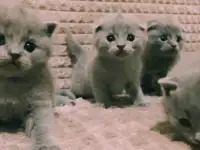 Шотландские вислоухие