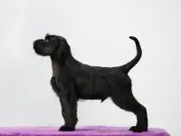 Щенки ризеншнауцера